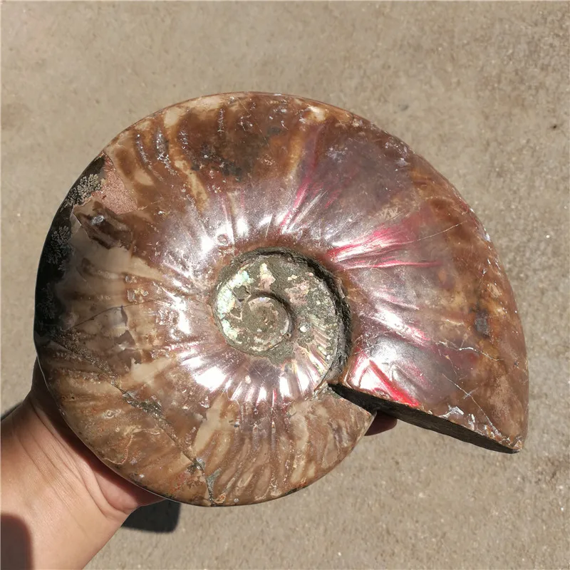 2160 г(4,76 фунтов) натуральный аммонит экземпляр ракушки Fossil Мадагаскар LA2033
