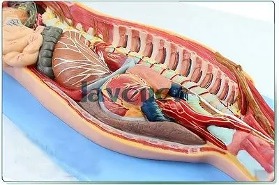 Медицинская модель анатомической симпатической нервной системы | Канцтовары для