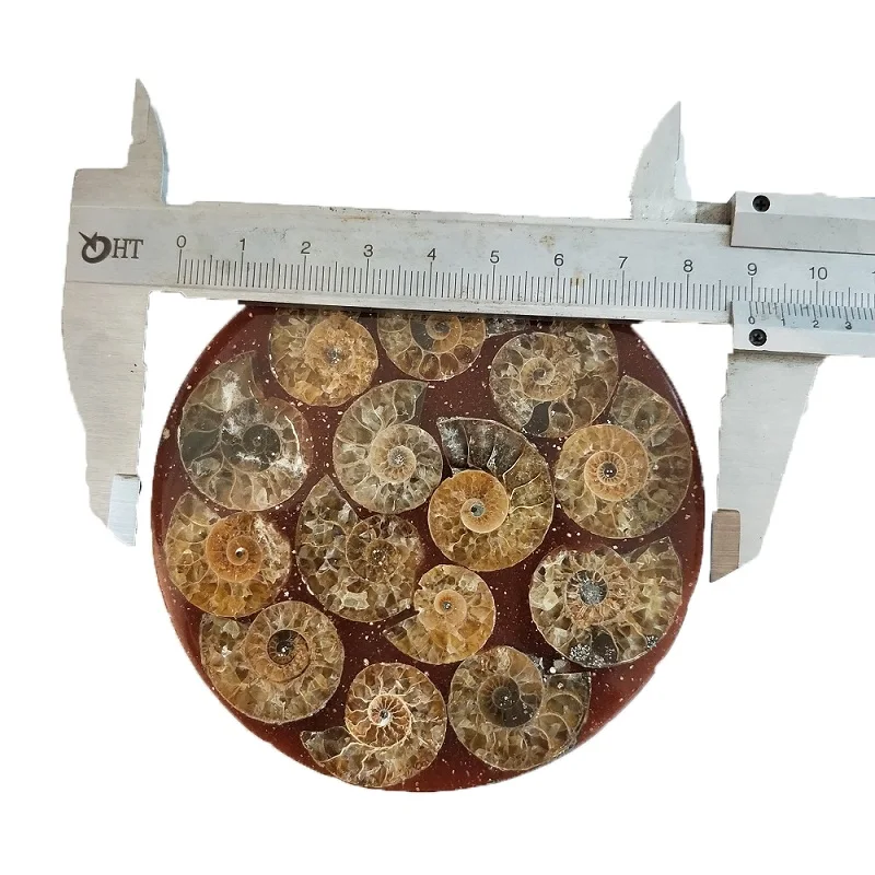 Ammonite Fossil Slice Plate Natura Shell a compassl MADAGASCAR FOSSIL SPECIMEN HEALING fashion wedding decoration