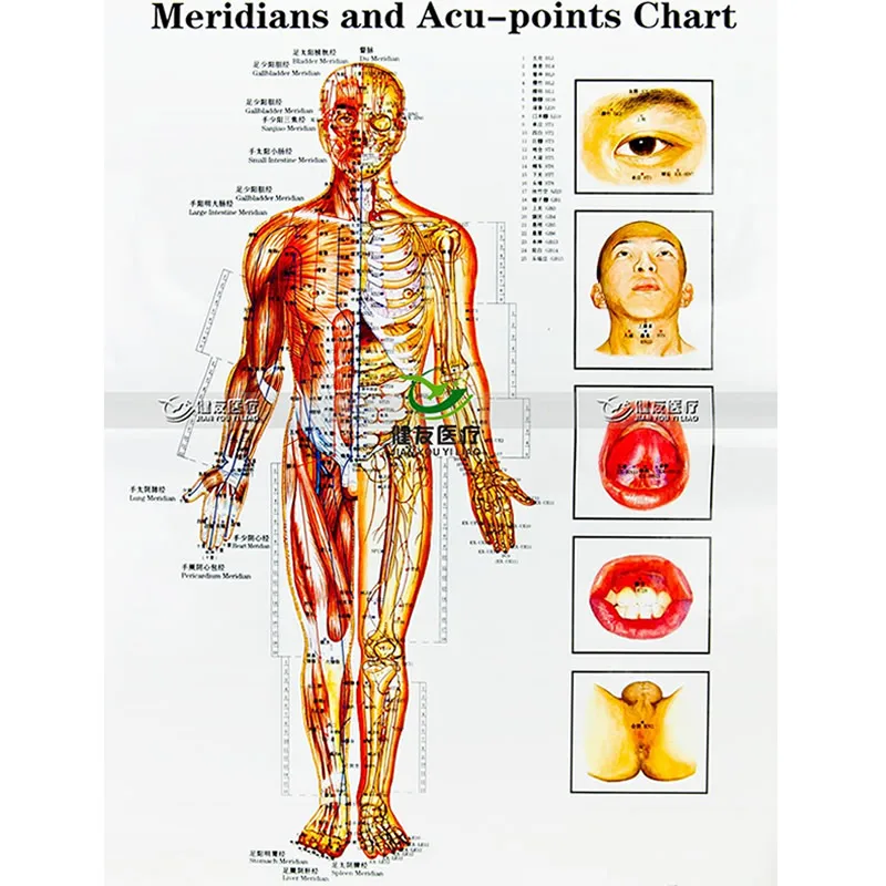 3 шт./компл. Wallmap Ear Map Ustration Of Points Male Body меридианы и ACU Chart|ear acupuncture|acupuncture mapacupuncture ear |