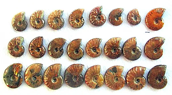 24 шт. натуральный отполированный Мадагаскар | Дом и сад