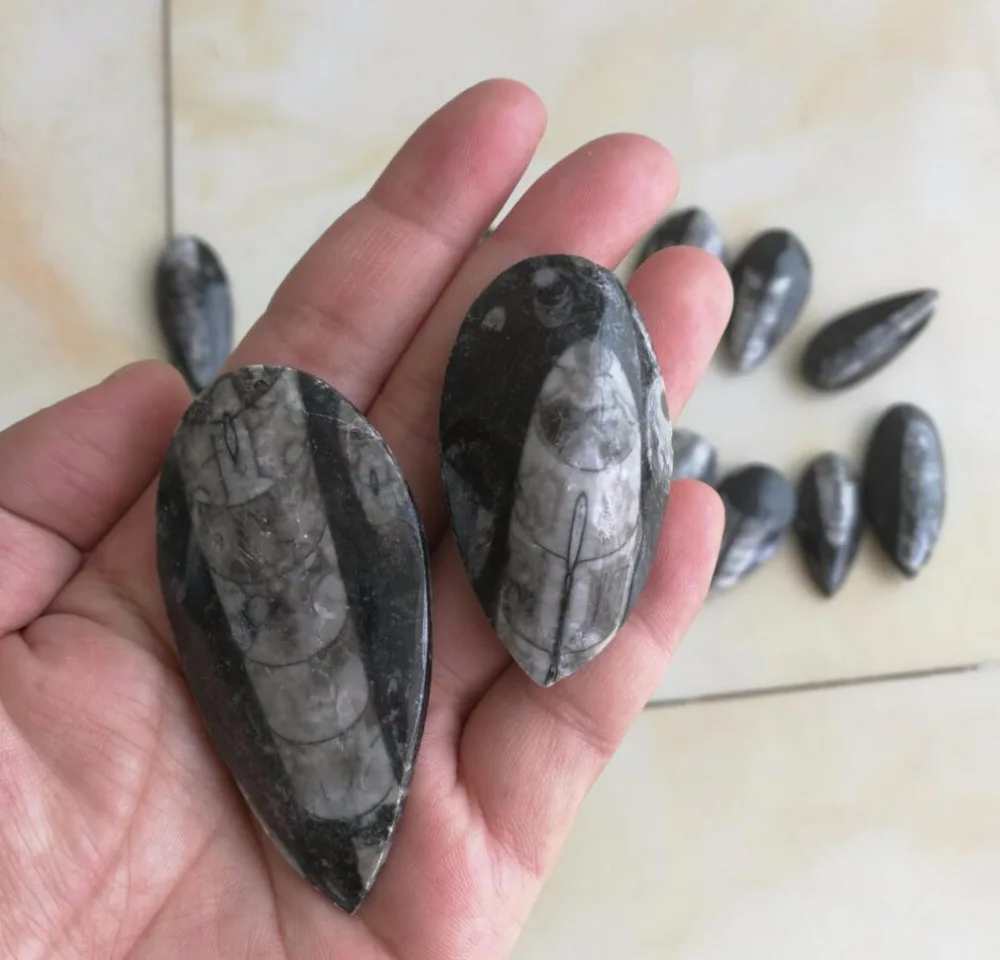 AAAAA ++ 1 шт. Редкий Натуральный трехбитный ископаемый кластерный образец