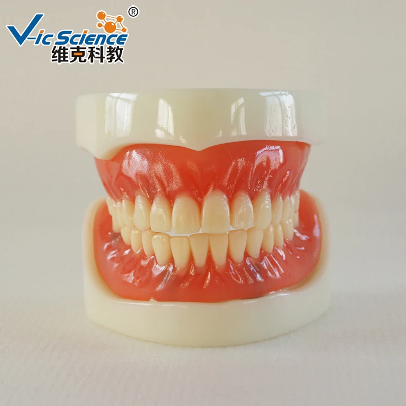 Full Denture Implant Model/Implant Model/Denture Dental teeth model