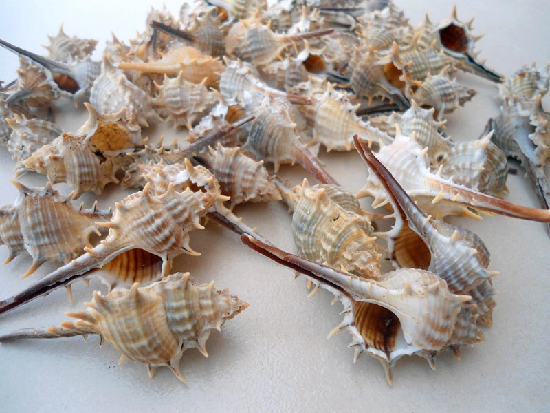 

HappyKiss 10 Natural small thorn conch shells witch bone screw background props landscape furnishing articles wholesale wall