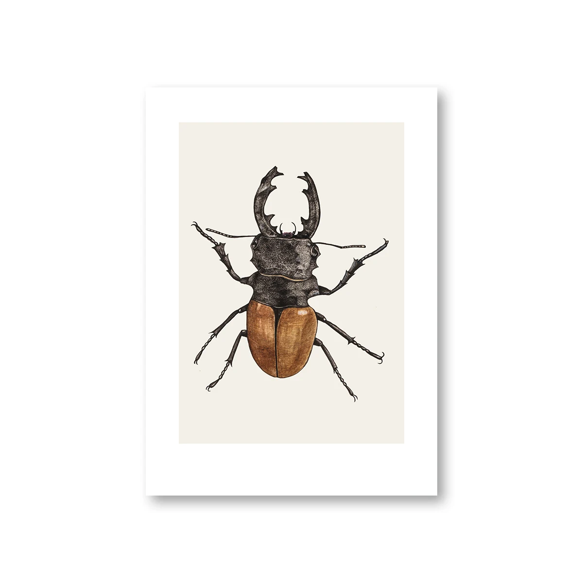 Coleoptera насекомые плакаты настенные художественные печатные картины на холсте для