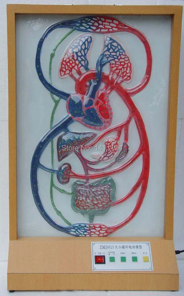 Бесплатная доставка основной цикл и младший циркуляции крови электрическая
