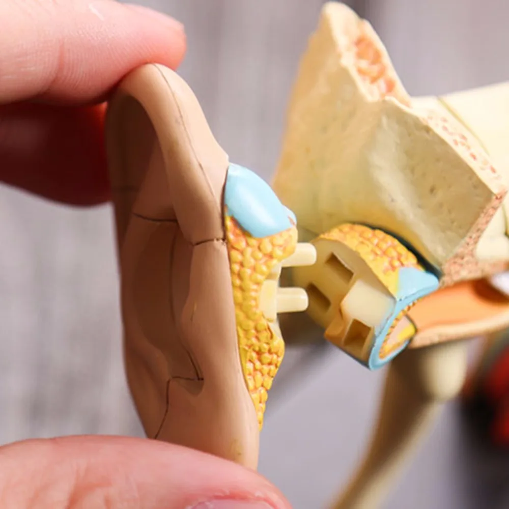 4D человеческие уши искусственная анатомия продажа обучающих моделей для