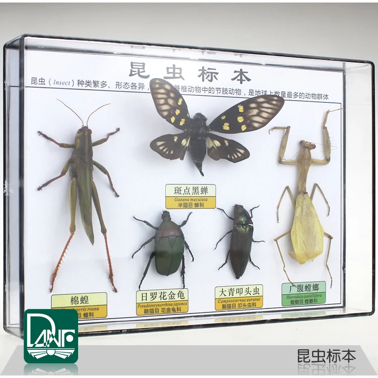 Образцы насекомых beetle/locust/mantis научное обучающее оборудование детский