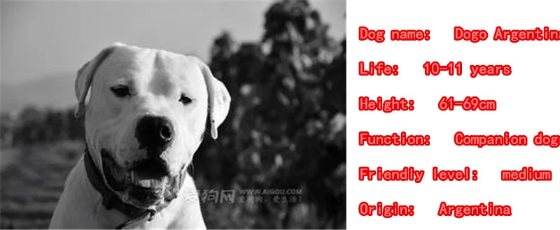 Dogo Аргентина собаки с анималистическим принтом покрыто золотом серебром