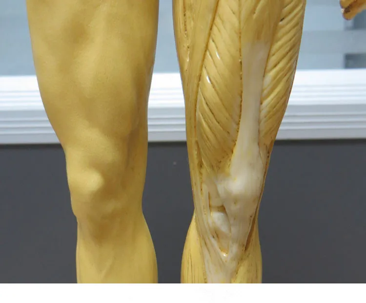 Каркас человеческого черепа из ПУ кожи анатомическая модель для зубных протезов