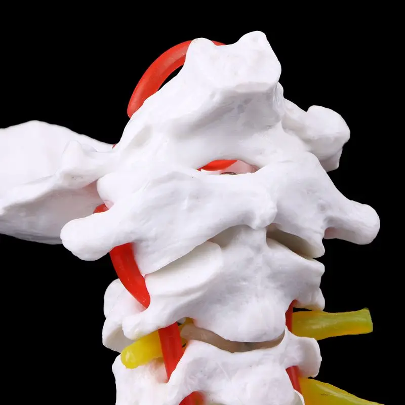 

Cervical Vertebra Arteria Spine Spinal Nerves Anatomical Model Life Size Medical Science Stationery for School