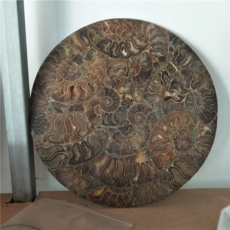 1 шт. жемчужная круглая тарелка nautilus|plate| |