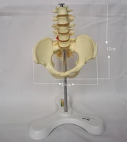 medium human pelvis model skeleton skeleton medical teaching model free shipping