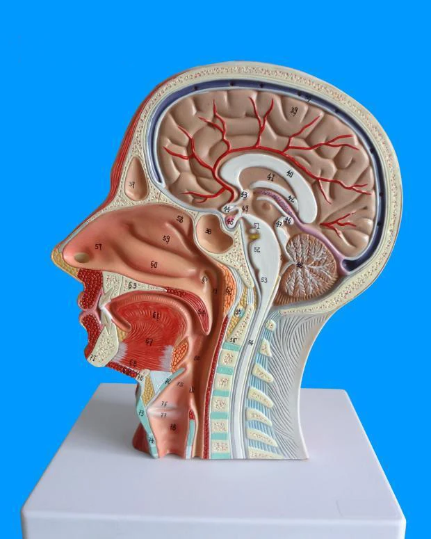 Сечение человеческого черепа с мышцами нейрососудистой головкой движущейся