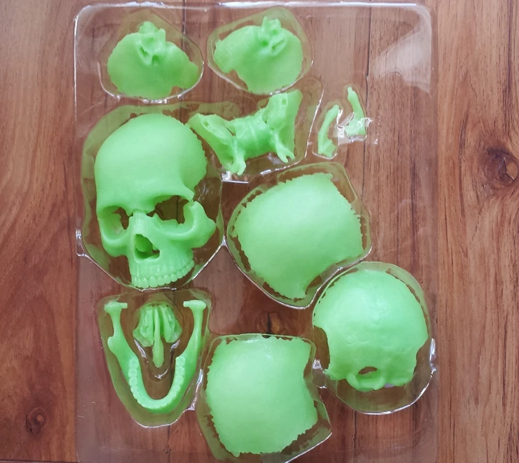 4D мастер голова человека анатомия медицинский красочный Дидактический