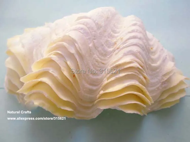 9 10 см 1 пара Natural Tridacna гигантский моллюск море диване аквариум Украшения Fish Tank