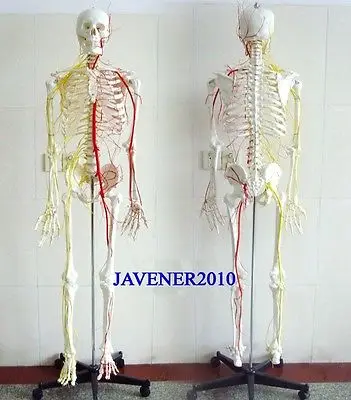 Анатомическая кожа рост 170 см|skeleton model|human anatomicalblood vessels model |