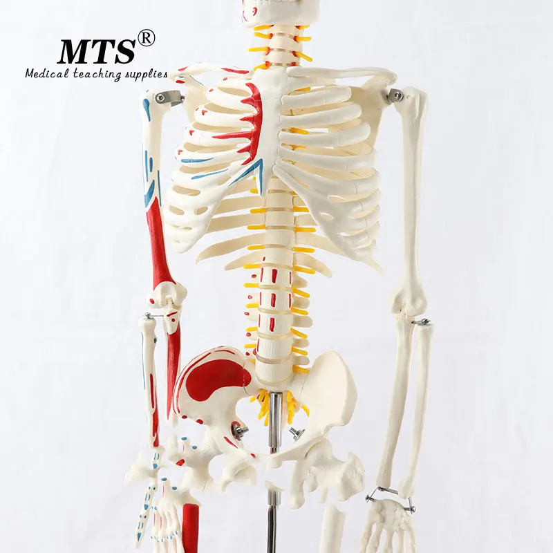Модель скелета из ПВХ 85 см с мышечной системой медицинская обучающая модель