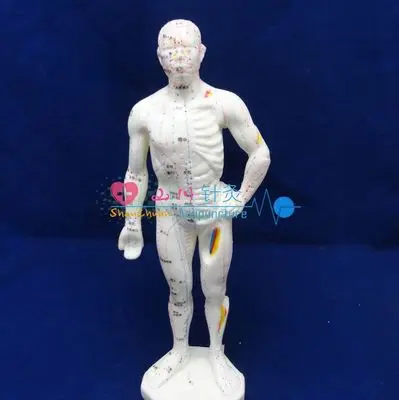 

Human Body Model / Human Acupuncture Model Human Body Point Model 26cm