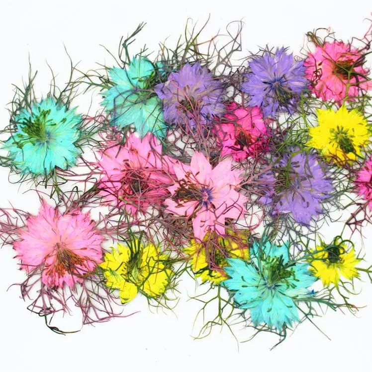 

60pcs Pressed Dried Nigella Damascena Flower Plants Herbarium For Jewelry Phone Case Bookmark Flower Scropbook Making DIY
