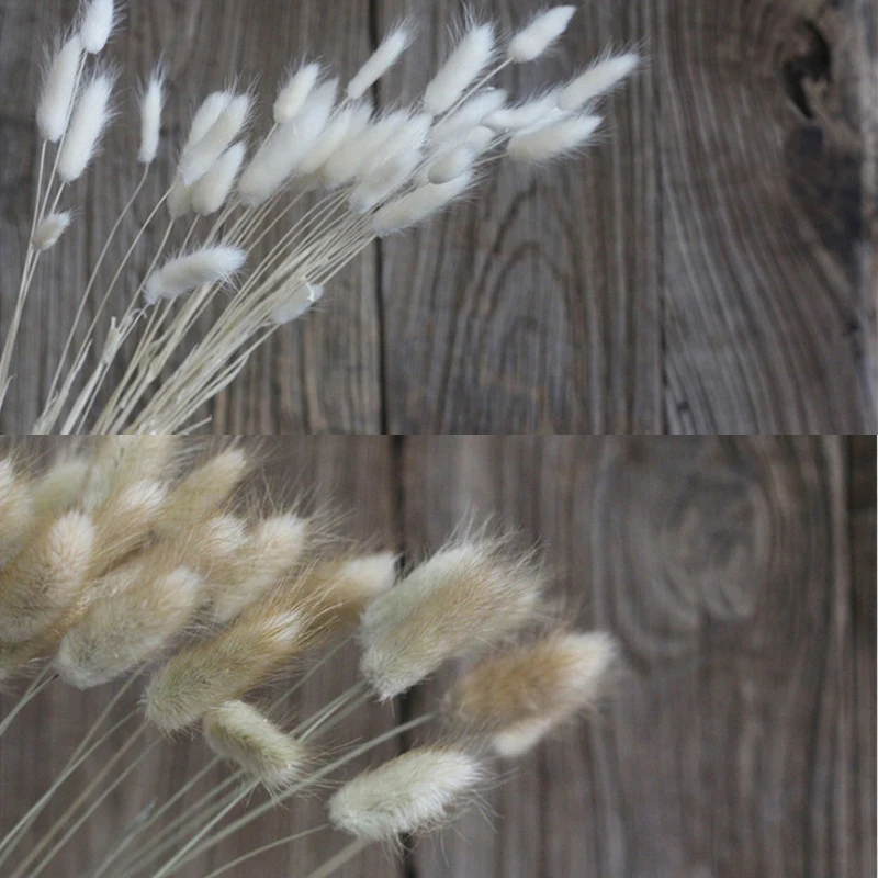 20 шт./партия фон для фотосъемки 6 цветов|dried plants|rabbit tail grassgrass art |