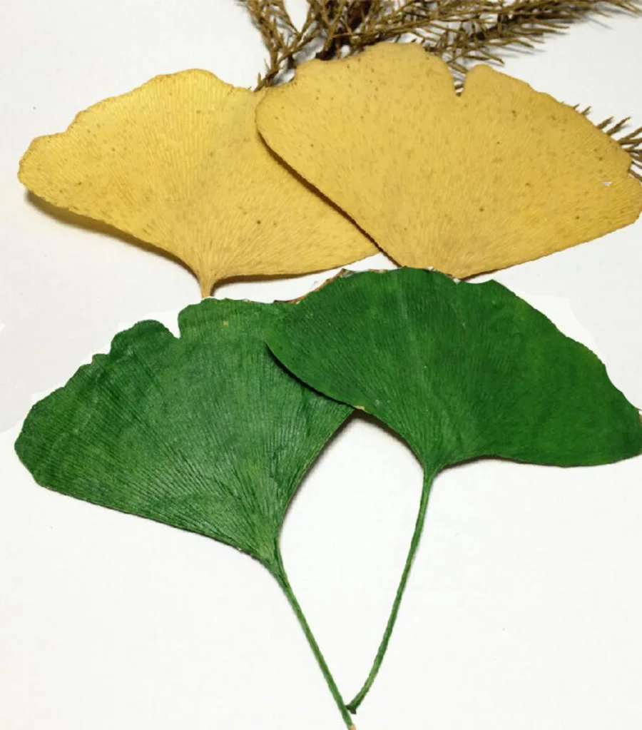60 шт. фотообои с листьями Ginkgo 4-6 см | Дом и сад
