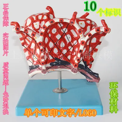 

human model Alveolar amplification model Alveolar capillaries Lung anatomy models PVC free shipping