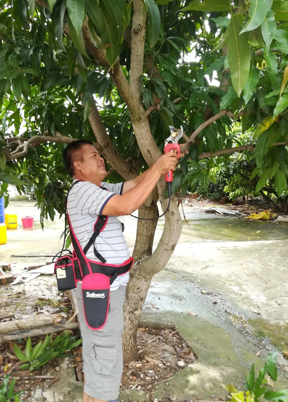 Секаторами li батареи фабрики бесплатная доставка распродажа фруктовых деревьев