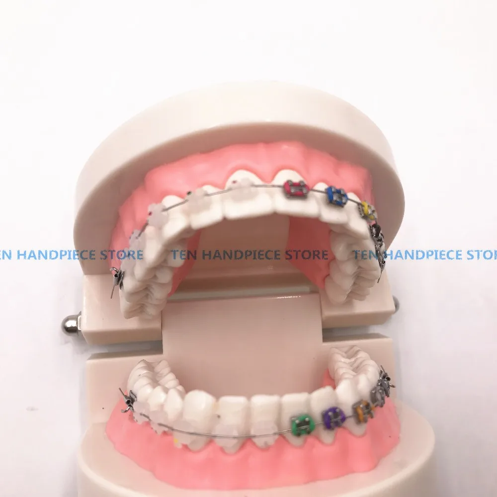 Модель Ортодонтическая Стоматологическая 2018 стандартное Зубное устройство 1/2 с