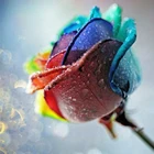 Сделай Сам новая вышивка вручную 3D кутюр Алмазная краска цвета полного сверления Стразы краска с розами цветы вышивка крестиком