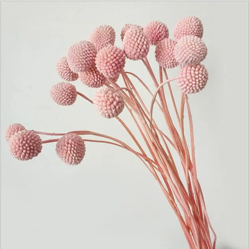 Pink MiHuaGe сушеные цветы Золотой шар для гостиной дома спальни украшения натуральные вечные цветы подарок на праздник вечерние принадлежности - Цвет: Pink