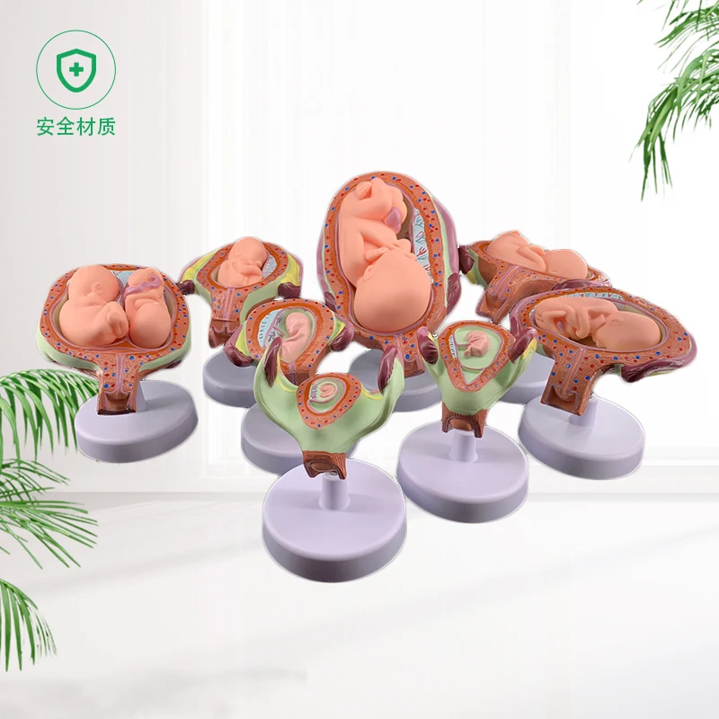 Pregnancy embryo development model fertility demonstration fetal education gynecological infant process | Канцтовары для офиса и