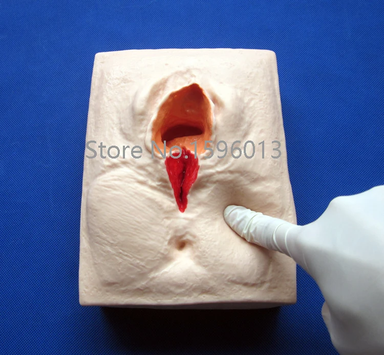 Вульва тренировочный симулятор 3 комплекта тренировочная модель для швов