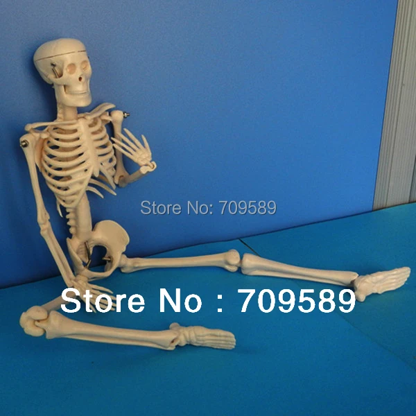 Мини скелет модель человеческого скелета|mini skeleton|human skeleton modelskeleton model |