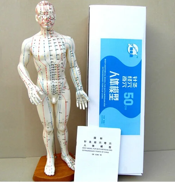 50 см тело человека акупунктурная точка модель из ПВХ анатомическая для