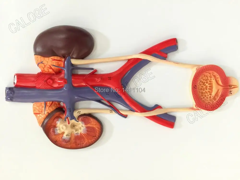 

Special deals are on sale&Human urinary system model,arteries and veins model,anatomy modelFive black promotion