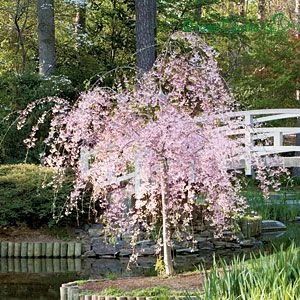 Бесплатная Доставка 20 розовый фонтан плач cherry tree Семена Так Легко Контейнерных