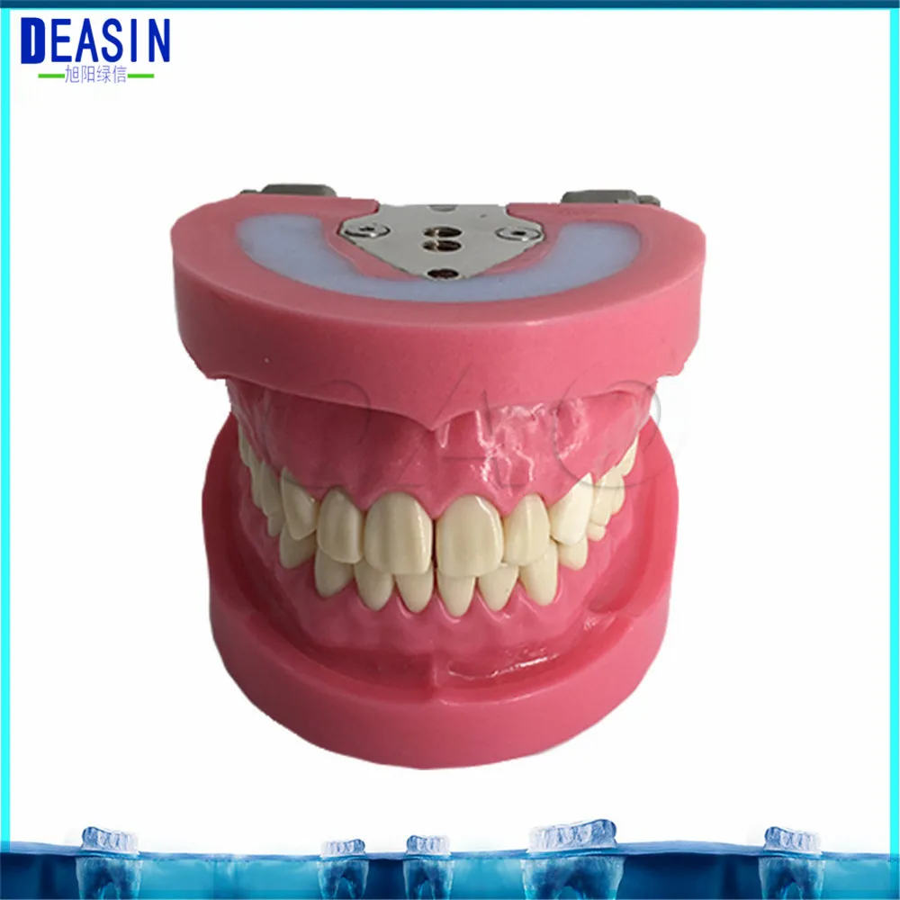 

Removable Teeth dentist student learning model teaching teeth Model Caries Tooth Care Education