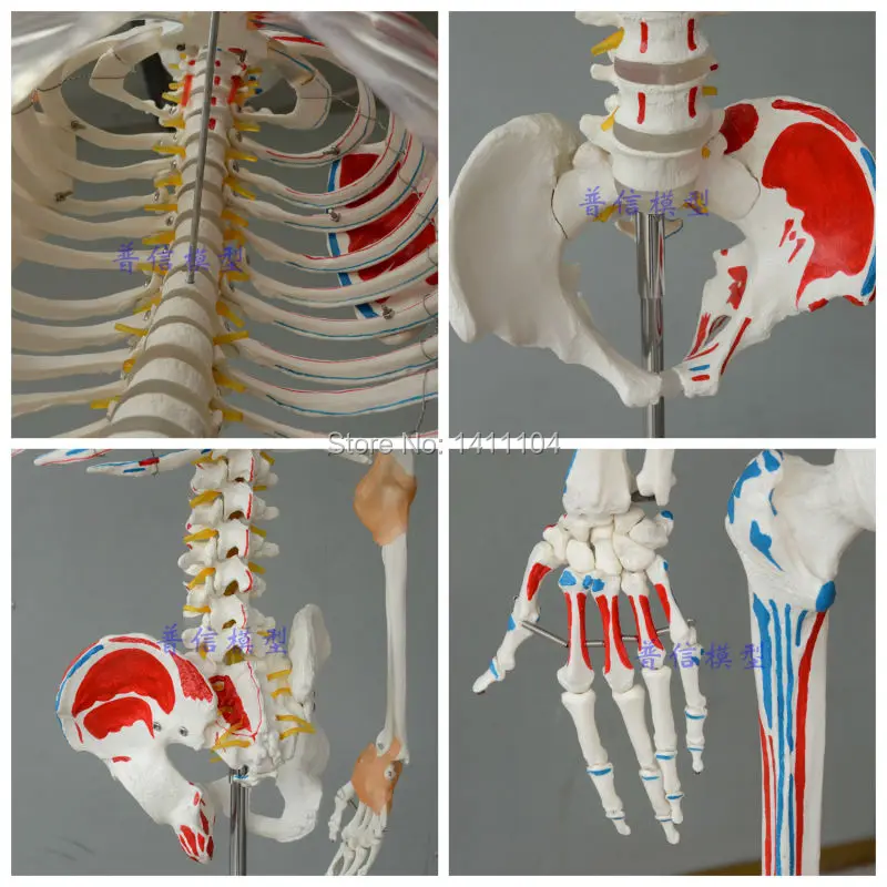 Бесплатная доставка большие кости для человеческого тела с связкой мышечной