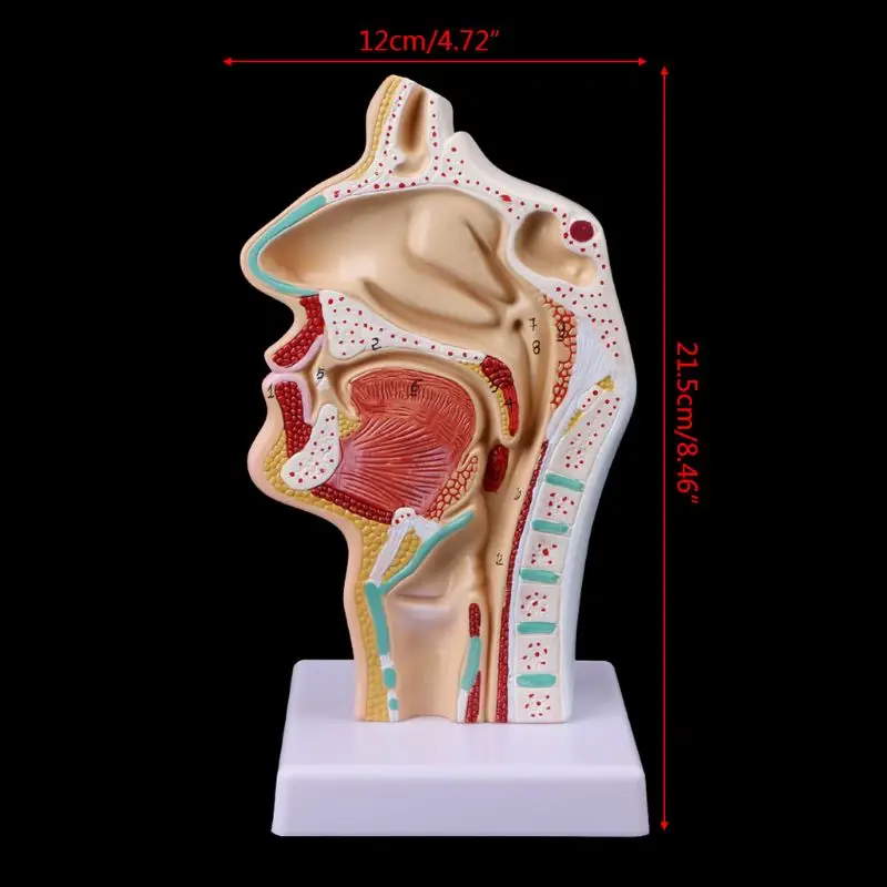 

Human Anatomical Nasal Cavity Throat Anatomy Model Teaching Tool Nasal Throat Model