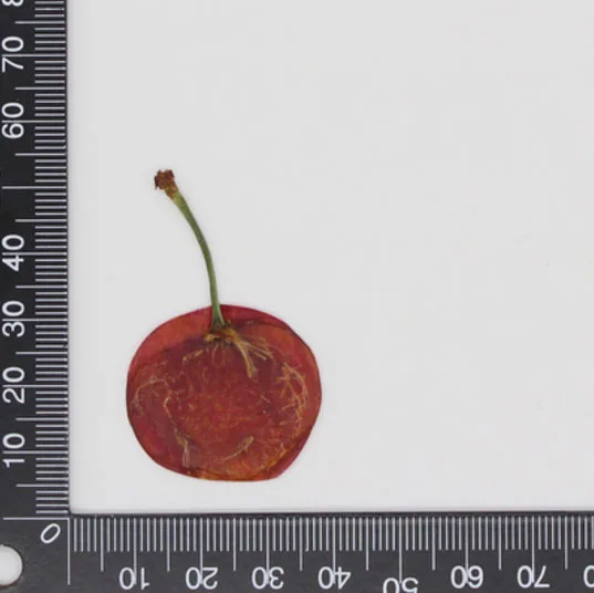 Red Cherry 10 шт прессованный высушенный фруктовый ломтик гербарий из растений для ювелирных изделий открытка с пригласительным билетом чехол для телефона Закладка рукоделие Изготовление DIY - Цвет: Red Cherry