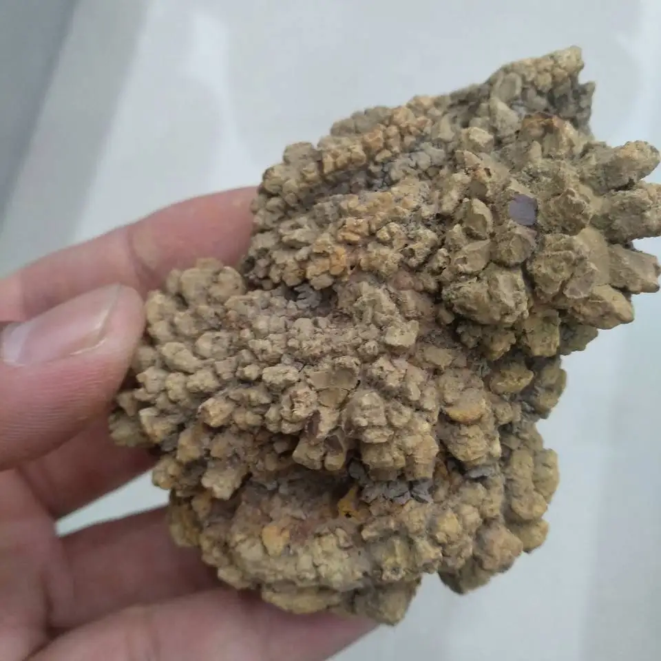 1 шт ископаемые динозавра какашки, динозавр Coprolite 150 г