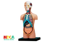 viscera 4d master puzzle assembling toy human body organ anatomical model medical teaching model
