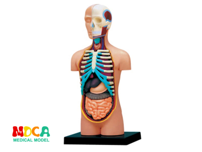 Мастер головоломка Viscera 4d игрушка для сборки человеческого тела модель