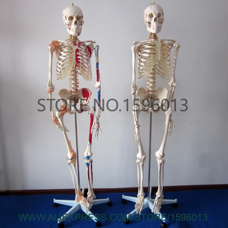 Популярная модель скелета человека с мускулами и связками мускулов высотой 180 см