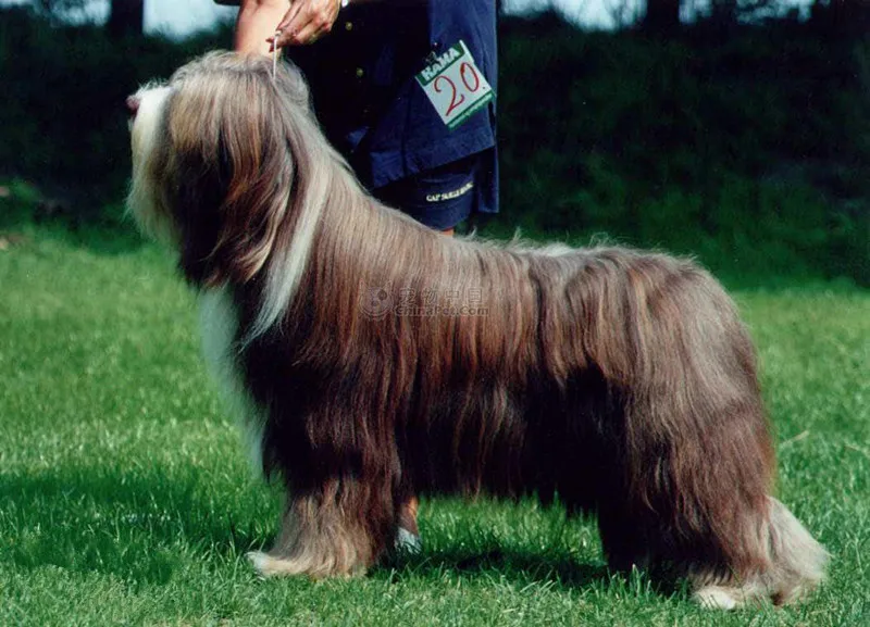 Mdogm Briard Dog броши и булавки в виде животных оптовая продажа костюм милые забавные