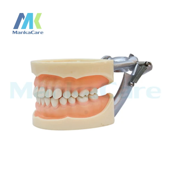 Manka Care - Standard Model/28 pcs Tooth/Soft Gum/Screw fixed/ DP Articulator Oral Model Teeth Tooth Model