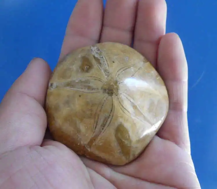 Морской URCHIN STAR FISH FOSSIL SAND DOLLAR юрский период 200 миллионов лет AGO-1pc | Дом и сад