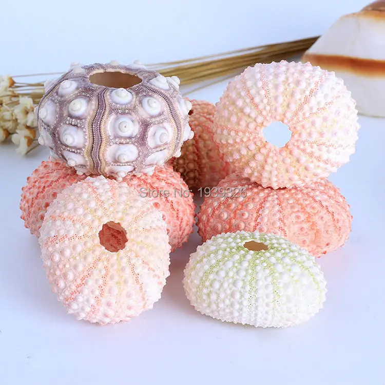 Раковины для урчинов в море 5 шт. натуральный пляж морской раковины поделки