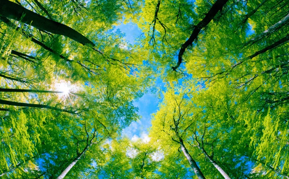 

High Quality Customize size Modern green forest 3d wallpaper fashion decor home decoration for bedroom living room